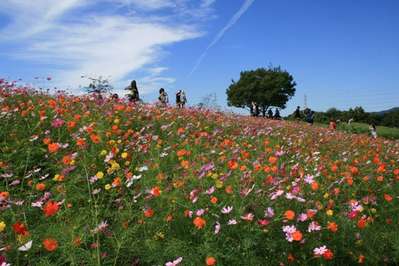 万博記念公園 コスモスフェスタ ホテル法華クラブ大阪のブログ 宿泊予約は じゃらん