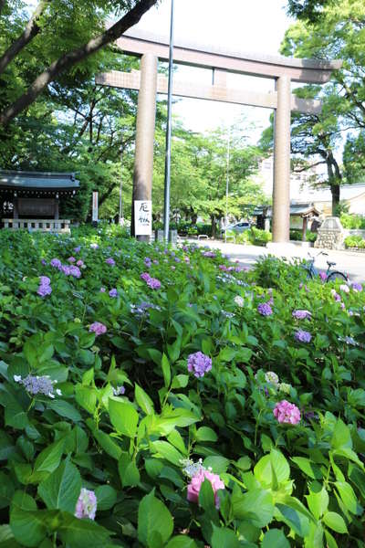 愛知県護国神社の紫陽花見頃です ６月１３日 都心の天然温泉 名古屋クラウンホテルのブログ 宿泊予約は じゃらん