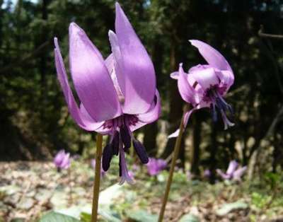 かたかごの花 絶景特集 じゃらんnet