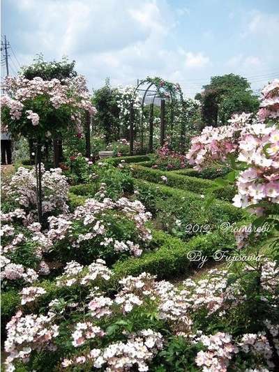 入園無料 つくばのバラ園 藤澤邸 お土産特集 じゃらんnet