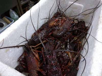 閲覧注意 大漁です 下の画像にグロいお魚が 伊豆高原 旨い酒と料理の宿 森のしずくのブログ 宿泊予約は じゃらん