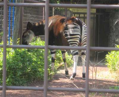 上野動物園のオカピー きぬやホテルのお知らせ 宿泊予約は じゃらん