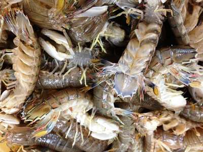 蝦蛄 しゃこ が美味しい季節です 日間賀島いすず館のブログ 宿泊予約は じゃらん