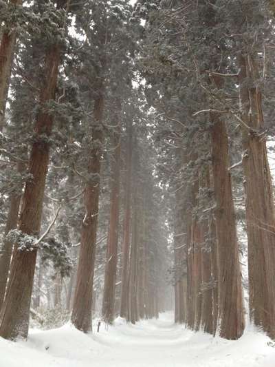 冬の戸隠神社奥社 杉並木も幻想的です お土産特集 じゃらんnet