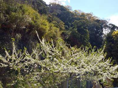 とても綺麗な プラムの木 が見頃です 和の匠 花暖簾 はなのれん のブログ 宿泊予約は じゃらん