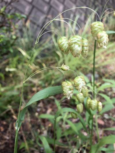 コバンソウ 小判草 和の匠 花暖簾 はなのれん のブログ 宿泊予約は じゃらん