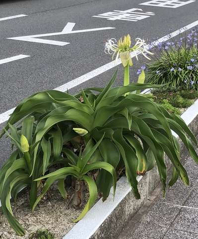 333 宮崎県の県花 浜木綿 333 ホテルクレイン橘のブログ 宿泊予約は じゃらん