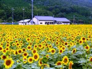 【6万本】秋だけど、ひまわりを観ませんか?