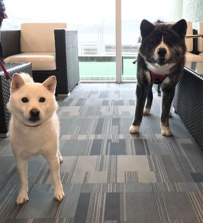 今日のわんこ 日本犬の2頭 鳥羽わんわんパラダイスホテルのブログ 宿泊予約は じゃらん