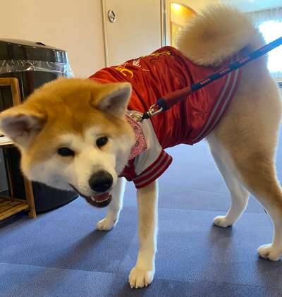 今日のわんこ 秋田犬のもなかちゃん 鳥羽わんわんパラダイスホテルのブログ 宿泊予約は じゃらん