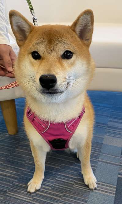 今日のわんこ 柴犬のランちゃん 鳥羽わんわんパラダイスホテルのブログ 宿泊予約は じゃらん