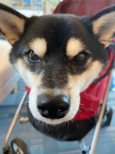 今日のわんこ 柴犬のなつちゃん ご当地グルメ特集 じゃらんnet