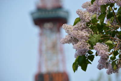 花言葉がエモい ニューオータニイン札幌のブログ 宿泊予約は じゃらん