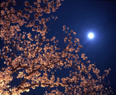 村松公園桜まつり ライトアップ開催 咲花温泉 翠玉の湯 佐取館のブログ 宿泊予約は じゃらん
