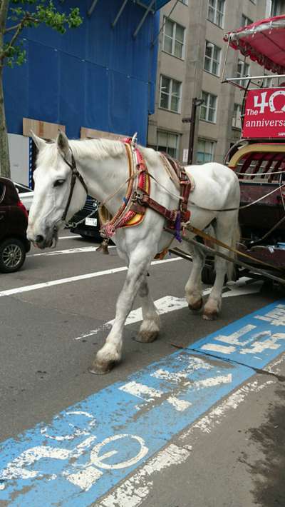 ようこそsapporo 幌馬車でのんびり観光 ホテルルートイン札幌駅前北口のブログ 宿泊予約は じゃらん