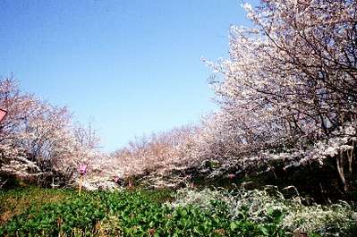 00本ソメイヨシノ 平草原公園桜祭りは3月19日から グランパスｉｎｎ白浜のブログ 宿泊予約は じゃらん