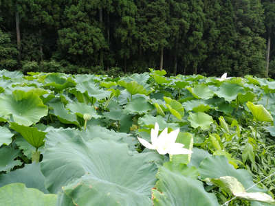 レンコン畑で蓮が開花 10月に新レンコンが実ります 深谷温泉 元湯石屋のブログ 宿泊予約は じゃらん