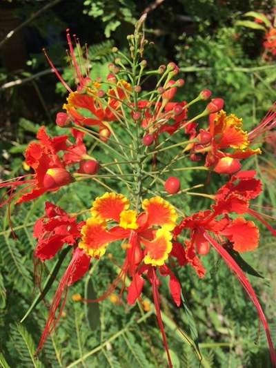 夕日のような綺麗な花 ホテルリゾートイン石垣島のブログ 宿泊予約は じゃらん