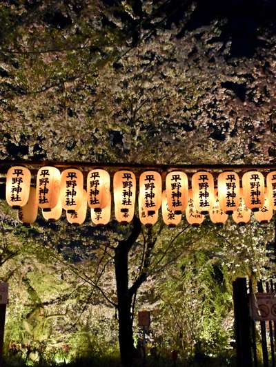 21年 さくら情報 4月2日の平野神社ライトアップ Kyoto Yura Hotel Mgallery 京都悠洛ホテル ｍギャラリー のブログ 宿泊予約は じゃらん
