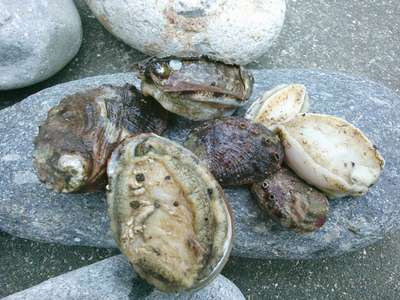 海の恵み トコブシ あしずり温泉郷 ホテル足摺園のブログ 宿泊予約は じゃらん