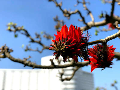 デイゴの花が咲きました ロイヤルホテル沖縄残波岬 Daiwa Royal Hotel のブログ 宿泊予約は じゃらん