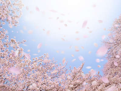 桜吹雪の下田は、更に花の季節へ。/下田湾を一望できる全室オーシャンビューの宿 黒船ホテルのブログ - 宿泊予約は＜じゃらん＞