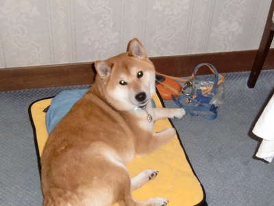 今日の伊豆高原ガラスの仔犬 ワンコ便り 押し花アートを楽しめる犬の宿 伊豆高原 ガラスの仔犬のブログ 宿泊予約は じゃらん 今日の伊豆高原ガラスの仔犬 ワンコ便り 押し花アートを楽しめる犬の宿 伊豆高原 ガラスの仔犬のブログ 宿泊予約は じゃらん