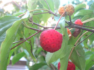 綿帽子の木に実が生りました コレって食べられる 玉造温泉 松乃湯のブログ 宿泊予約は じゃらん