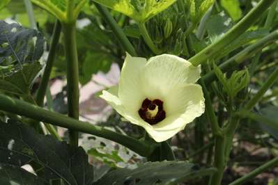 オクラの花 食べられるんです 絶景特集 じゃらんnet