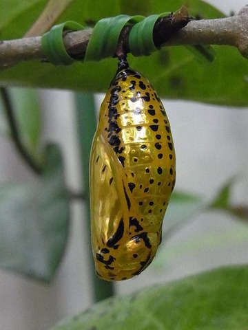 日本最大の蝶 オオゴマダラの黄金に輝く蛹 ご当地グルメ特集 じゃらんnet