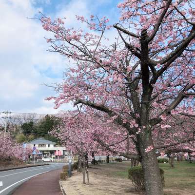 伊豆高原駅前おおかん桜が見頃です ｗａｎ ｓ ｒｅｓｏｒｔ ワンズリゾート 城ヶ崎海岸 伊豆高原 のブログ 宿泊予約は じゃらん