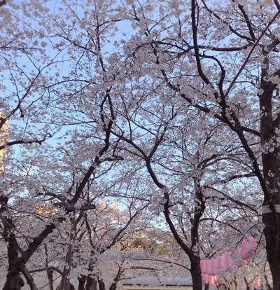 天神中央公園の桜がきれいでした ご当地グルメ特集 じゃらんnet