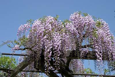 薄紫の藤の花 青空をバックにビューティフォー くつろぎの宿華のブログ 宿泊予約は じゃらん