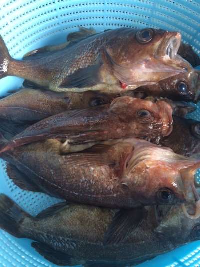 余別沖より毎日お魚あがってます 海鮮味処 御宿 新生のブログ 宿泊予約は じゃらん