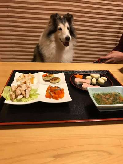 お客様 わんちゃんと一緒 犬御殿のブログ 宿泊予約は じゃらん