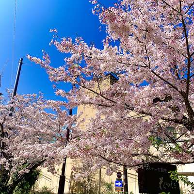 桜がとても綺麗です 全室宇治川一望の宿 料亭 花やしき浮舟園のブログ 宿泊予約は じゃらん