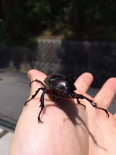 お子様に天然のカブトムシを捕まえる経験を 別所温泉 南條旅館のブログ 宿泊予約は じゃらん