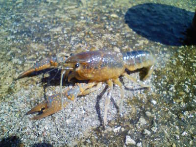 脱皮後のアメリカザリガニ 夕日ヶ浦温泉 夕日浪漫 一望館のブログ 宿泊予約は じゃらん