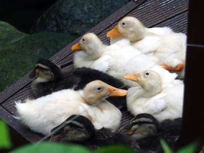 アヒルの子供たち 羽根が白くなりました 箱根湯本温泉 天成園のブログ 宿泊予約は じゃらん