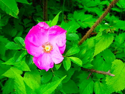 ハマナスの花が見頃 初夏の北大散策 Vol 3 ホテルエミシア札幌のブログ 宿泊予約は じゃらん