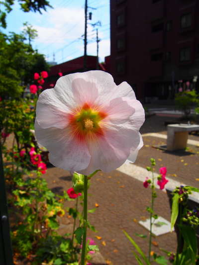 コケコッコー花と呼ぶのは道産子だけ ホテルエミシア札幌のブログ 宿泊予約は じゃらん