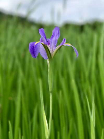 オクラレルカが薄紫色の花をつけています グリーンリッチホテル沖縄名護 年1月29日open のブログ 宿泊予約は じゃらん