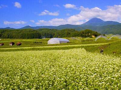 信州そばの花畑 ご当地麺特集 じゃらんnet