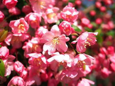 3月16日の誕生花は ハナカイドウ です スマイルホテル熊谷のブログ 宿泊予約は じゃらん