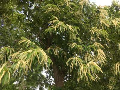 栗の花が満開 神の宮温泉 かわら亭のブログ 宿泊予約は じゃらん