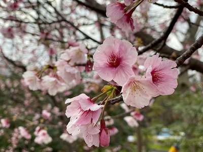 大寒桜 見頃です カントリーハウスホテル アヴォンリーのブログ 宿泊予約は じゃらん