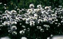尾瀬や駒止湿原に咲く、白い小さな花「ワタスゲ」