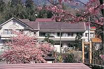 【河津桜シーズン】河津桜が満開になる2月～3月は、敷地内もピンク色に
