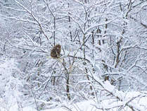 *［冬・風景］動物達がたくましいその姿を時折見せてくれます。