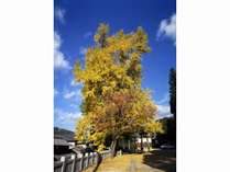【周辺】岩部八幡神社のイチョウの木。当館より車で約５分
